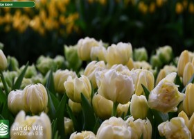 Tulipa Ippon (3)